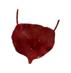 Corpse Tumor